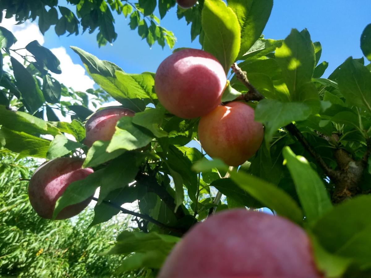 אורוביסי Chales Manaca Da Serra מראה חיצוני תמונה